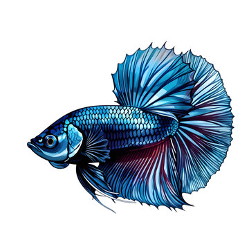 recommend clip art: illustration logo of minimalist outline of a betta fish