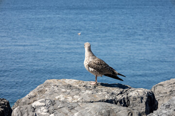 Seagulls on the Rocks looks sea