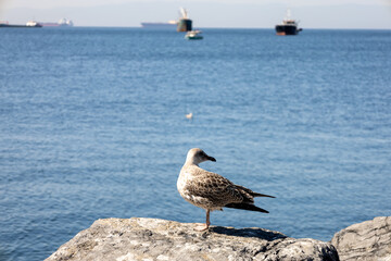 Seagulls on the Rocks looks sea