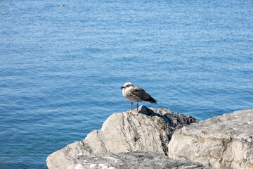 Seagulls on the Rocks looks sea