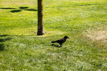 Lone Crow in Green Park