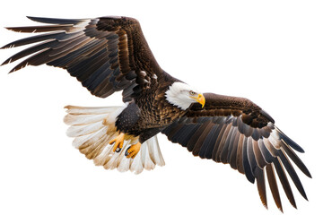 Obraz premium An eagle mid-soar, wings wide, isolated on a white background
