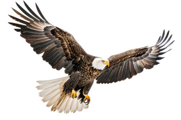 Obraz premium An eagle mid-soar, wings wide, isolated on a white background