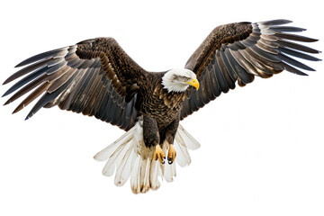 Obraz premium An eagle mid-soar, wings wide, isolated on a white background