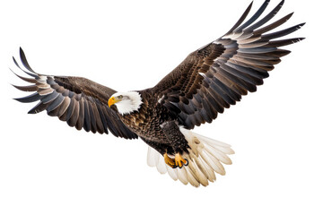 Fototapeta premium An eagle mid-soar, wings wide, isolated on a white background