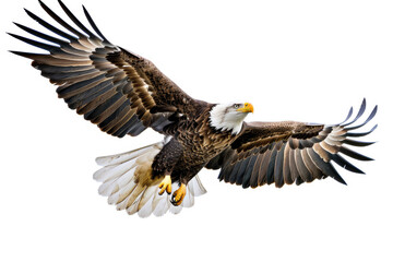 An eagle mid-soar, wings wide, isolated on a white background