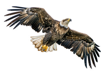 An eagle mid-soar, wings wide, isolated on a white background