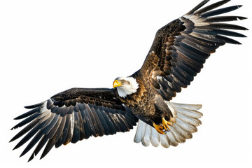 Obraz premium An eagle mid-soar, wings wide, isolated on a white background