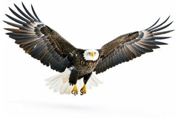 Obraz premium An eagle mid-soar, wings wide, isolated on a white background