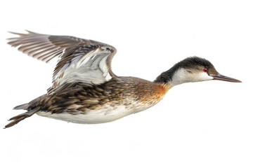 Obraz premium A grebe mid-dive, body streamlined, isolated on a white background
