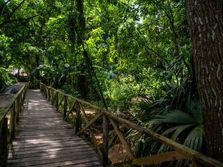 Rainforest in Tayrona National Park in Colombia.