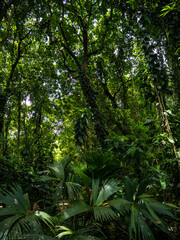 Rainforest in Tayrona National Park in Colombia.