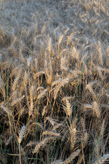The photograph shows a field of barley. The sun's rays play on the golden ears of barley. Each...