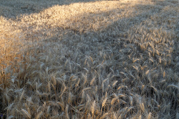 The photograph shows a field of barley. The sun's rays play on the golden ears of barley. Each spikelet is carefully drawn, perfectly expressing the beauty and fertility of this grain crop.