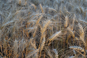 Fototapeta premium The photograph shows a field of barley. The sun's rays play on the golden ears of barley. Each spikelet is carefully drawn, perfectly expressing the beauty and fertility of this grain crop.