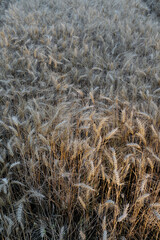 The photograph shows a field of barley. The sun's rays play on the golden ears of barley. Each spikelet is carefully drawn, perfectly expressing the beauty and fertility of this grain crop.