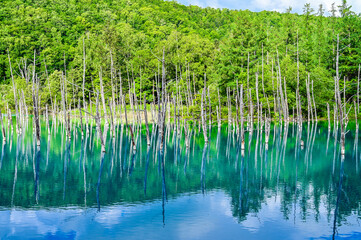 北海道美瑛町の青い池
