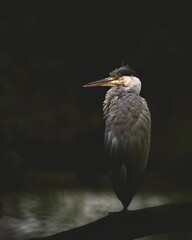 heron