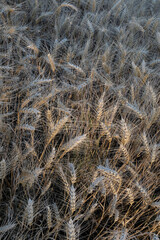 The photograph shows a field of barley. The sun's rays play on the golden ears of barley. Each spikelet is carefully drawn, perfectly expressing the beauty and fertility of this grain crop.