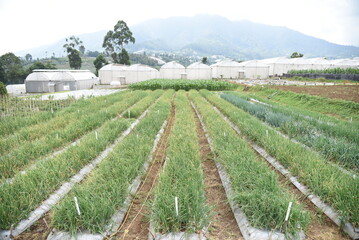 Shallot field, Screen house