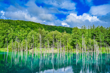 北海道美瑛町の青い池
