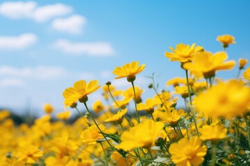 Fototapeta premium Yellow flower field landscape outdoors blossom.