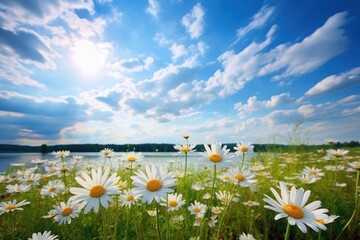 Daisy field landscape daisy outdoors.