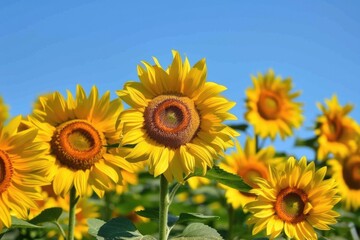 Fototapeta premium Sunny Day Sunflowers. Close-up of Beautiful Yellow Sunflowers under Blue Sky