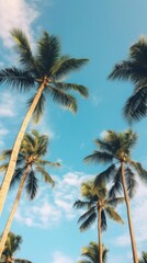 Plam trees nature sky outdoors.