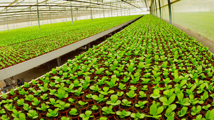 Growing Plants Cultivation, Dutch Greenhose, Holland, Netherlands, Europe