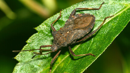 Shield Bug, Chust Bug, Hemiptera, Tropical Rainforest, Napo River Basin, Amazonia, Ecuador, America