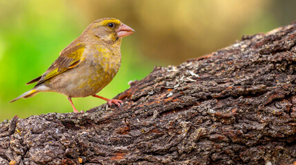 Greenfinch, Carduelis chloris, Mediterranean Forest, Castilla y Leon, Spain, Europe