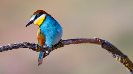 Bee-eater, Merops apiaster, Mediterranean Forest, Castilla y Leon, Spain, Europe