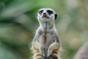 Meerkat standing on its hind legs, looking around curiously