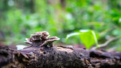 Close-Up of Trametes Versicolor Growing on Dry Logs