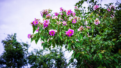 Purple and White Lythraceae Flowers in Bloom.