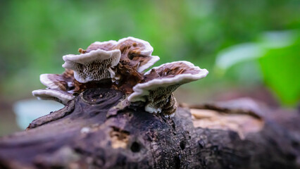 Close-Up of Trametes Versicolor Growing on Dry Logs