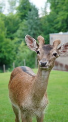 deer in the forest