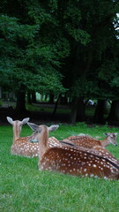 deer in the park