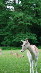 Fototapeta premium deer in the woods