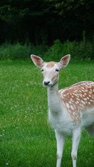 deer in the woods