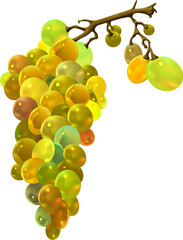 grape bunch