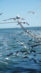 seagull, texel island