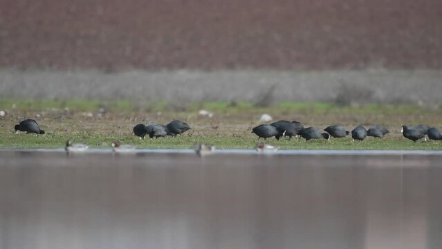 There are many Eurasian Coots (Fulica atra) in the wetlands of the Tigris valley. These are wetland feeding birds.