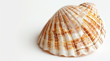 Obraz premium Sea Shell on a White Background
