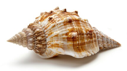 Fototapeta premium Sea Shell on a White Background