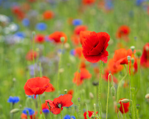 Poppies (papaver rhoeas) in a flower field. Red poppies starting to bloom in wildflower field. Selective focus. Cover design. Wallpaper.	
