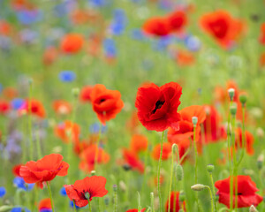 Poppies (papaver rhoeas) in a flower field. Red poppies starting to bloom in wildflower field. Selective focus. Cover design. Wallpaper.	
