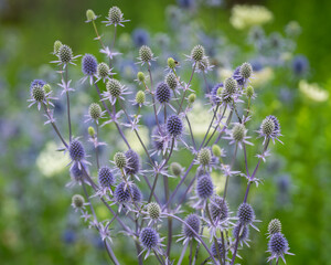 Eryngium planum, the blue eryngo or flat sea holly flowers in the garden, close up. Summer background with blue blooming plant. Soft focus. Wallpaper.