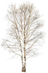 Fototapeta premium Una betulla su sfondo bianco, evidenziando la sua eleganza naturale e le foglie verdi.